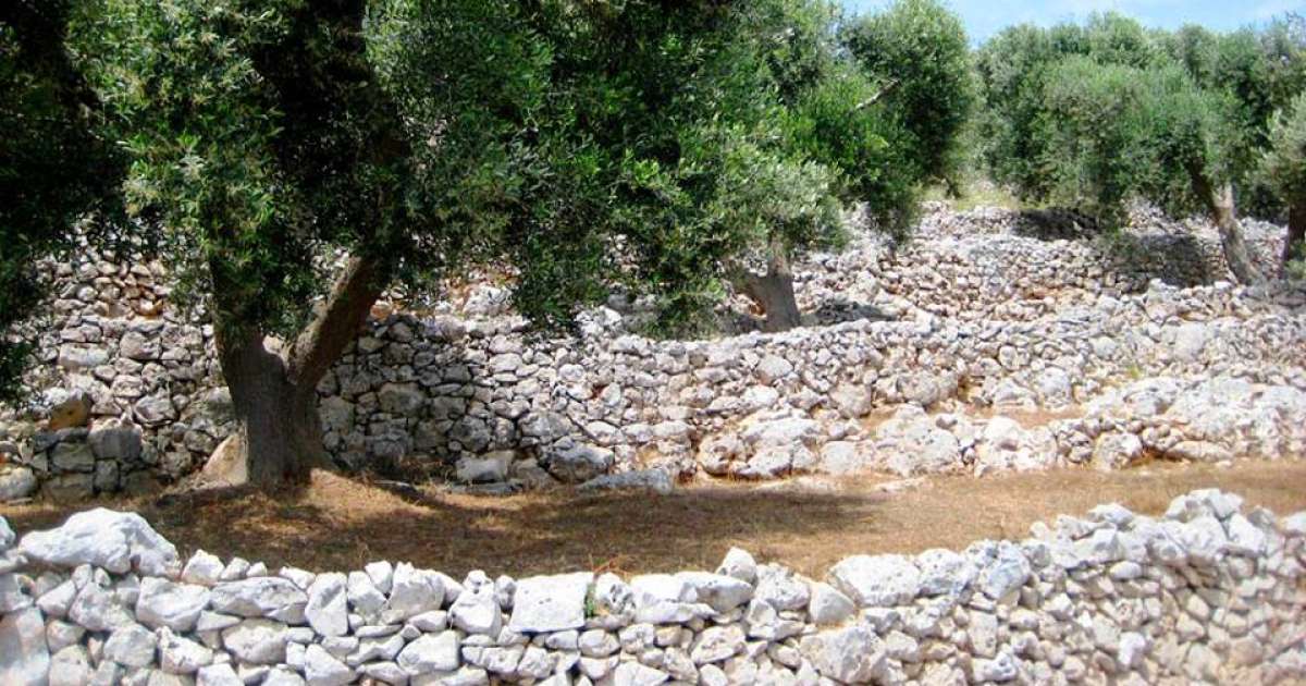 Muretti a secco, un'antica arte: �Ma ormai li sanno fare solo gli albanesi�